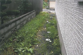 雑草1.jpg