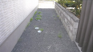雑草3.jpg