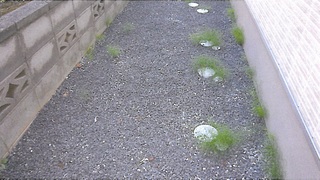 雑草4.jpg